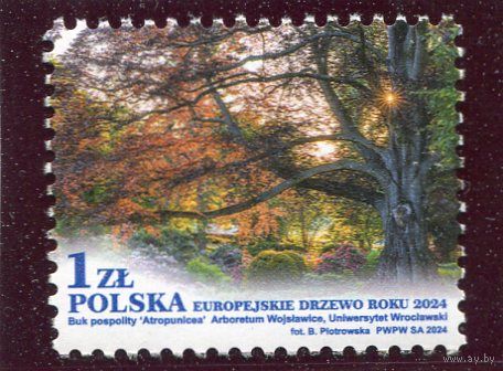 Польша. Флора. Европейский бук