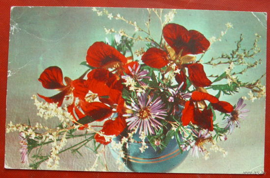 Поздравляю! Чистая. 1975 года. Фото Мезенцева. 262.