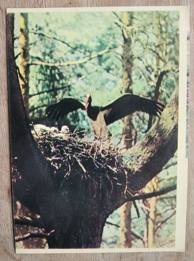 Белавежская пушча. Чорны бусел (Беловежская пуща. Черный аист) 1963 г. Чыстая.