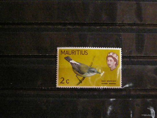 Мавритания фауна птица. Королева.