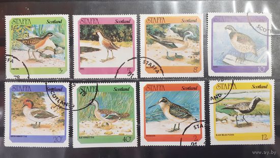 Стаффа. Фауна. Птицы (1242)