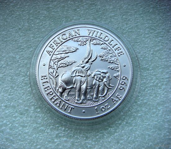5000 квача 2003г. Замбия "Дикая природа Африки. Слон" Слоны СЕРЕБРО 999