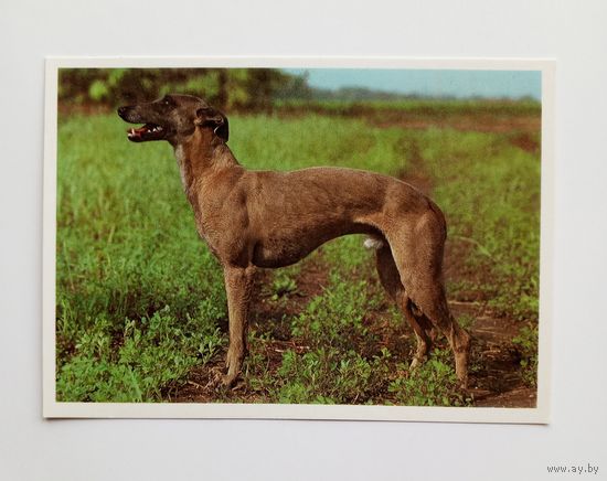 Английский хорт. Издательство Братислава. Чистая.