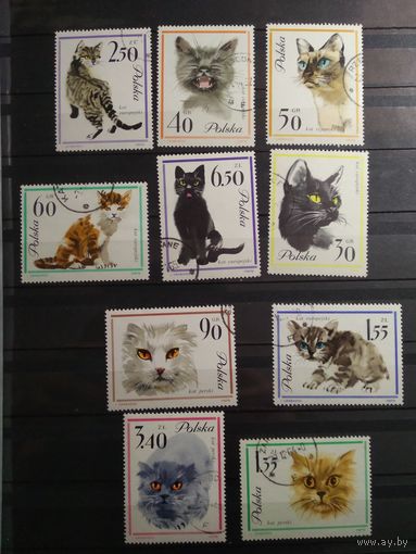 Польша 1964 г. Кошки. (Гашеная).