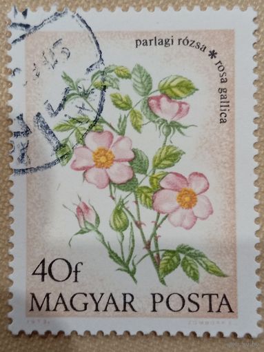 Венгрия 1973. Флора. Цветы. Rosa gallica. Марка из серии