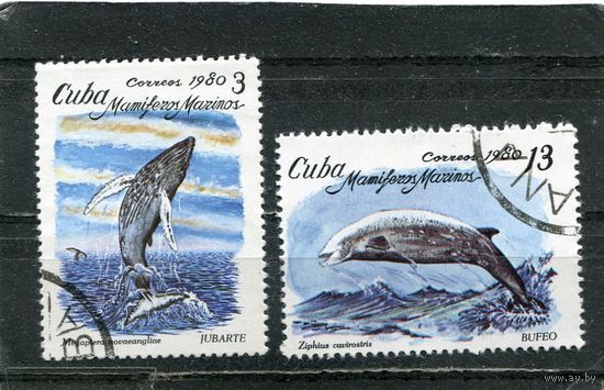 Куба. Морская фауна