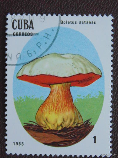 Куба 1988 г. Грибы.