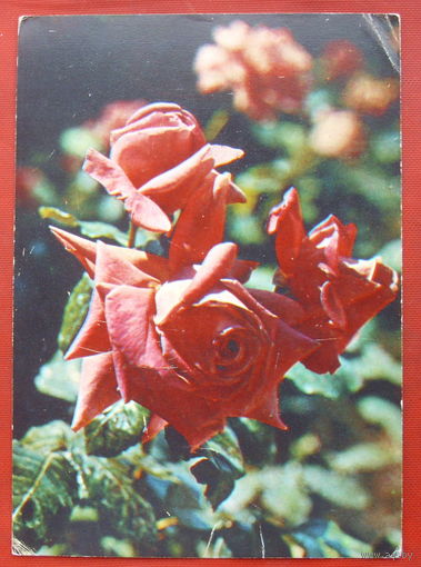 Розы. Чистая. 1981 года. Костенко. 1520.