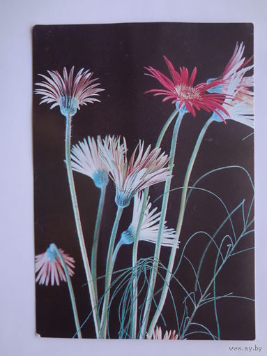 Календарик 1996 г. Цветы. Минская картографическая фабрика.