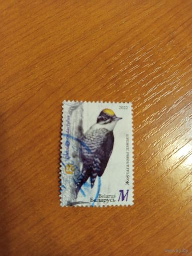 2022 Беларусь фауна птицы (1-3)