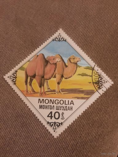 Монголия 1978. Верблюды