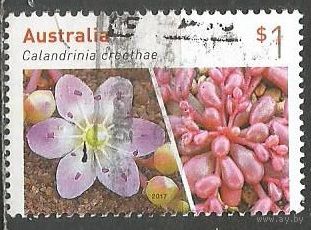 Австралия. Растение. Каландриния. 2014г. St#3654.