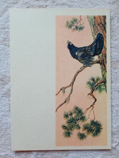 1954. Трофимов. Глухарь