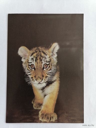Открытка из СССР, 1986 г.