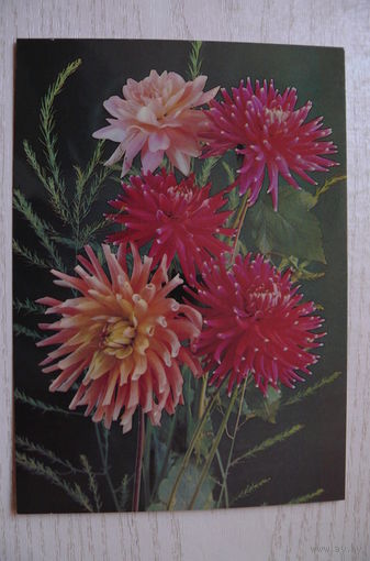 Костенко Г., Георгины; 1988, чистая.