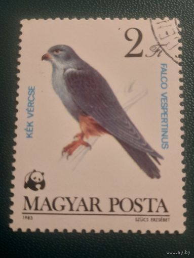 Венгрия 1983. Фауна. Хищные птицы. Falco Vespertinus. Марка из серии