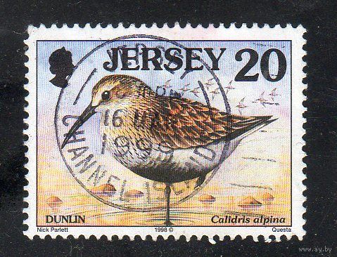 Джерси. Mi:JE 768I. Чернозобик (Calidris alpina). Серия: морские птицы . 1997