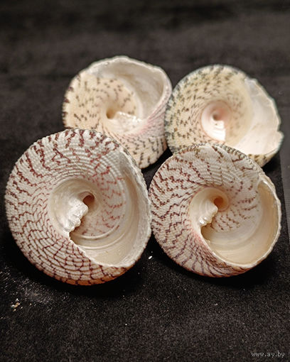 Ракушки Трохус макулатус Trochus maculatus
