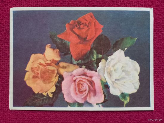 Цветы. Самсонова 1958 г. Чистая.