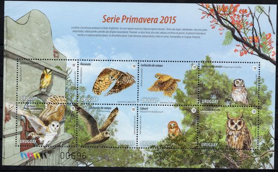 Уругвай 2015. Фауна. Птицы совы