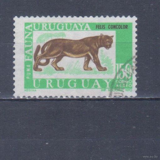 [2364] Уругвай 1970. Фауна.Дикие кошки.Пума. Гашеная марка.