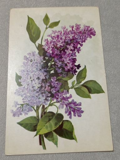 Цветы: сирень. Художник А.Куртенко. Чистая, 1974, издательство "Изобразительное искусство"