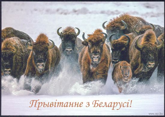 Прывітанне з Беларусі картка фауна зіма зубры