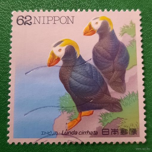 Япония. Фауна. Птицы. Lunda Cirrhata