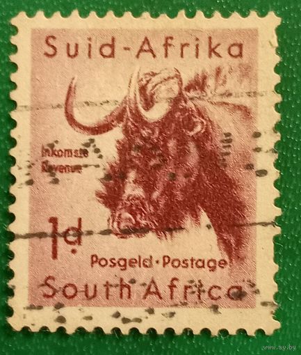 Южная Африка 1954. Чёрная антилопа Гну