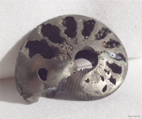 Аммонит Quenstedtoceras Квенштедтоцерас Ископаемый молюск Окаменелость 30 х 24 мм