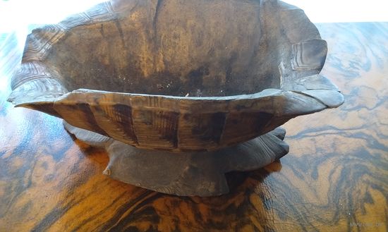 Пепельница из черепахи.