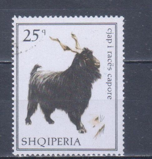 [750] Албания 1968. Фауна.Домашние животные.Коза.25 к. Гашеная марка.
