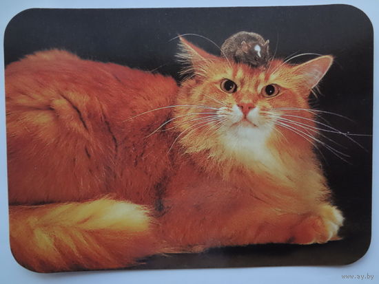 Календарик 2000 г. Кошка и мышка.