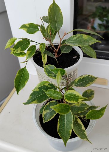 Фикус Бенжамина