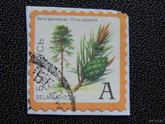 Беларусь 2004 год. Флора.