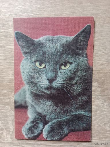 Календарик 1990