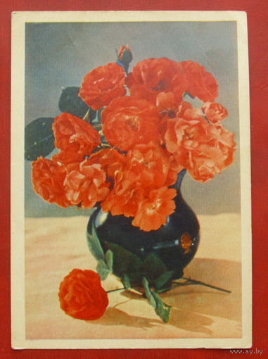 Полиантовые розы. Чистая. 1957 года. Фото Шагина. *303.