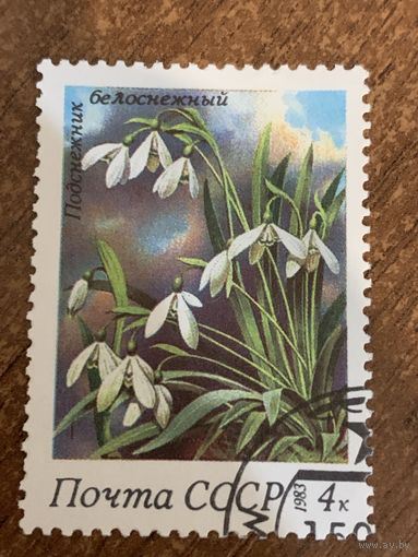 СССР 1983. Подснежник белоснежный. Марка из серии