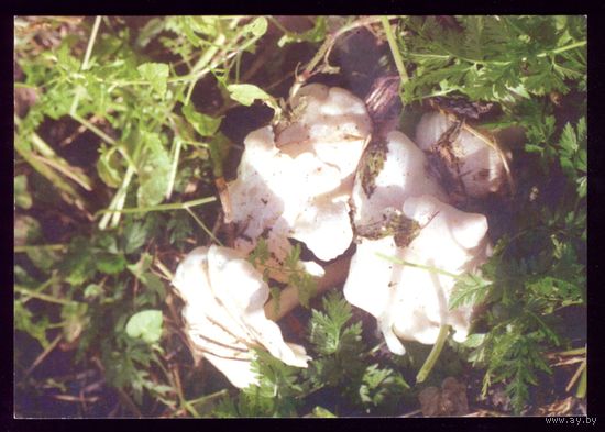 1999 год Поганки