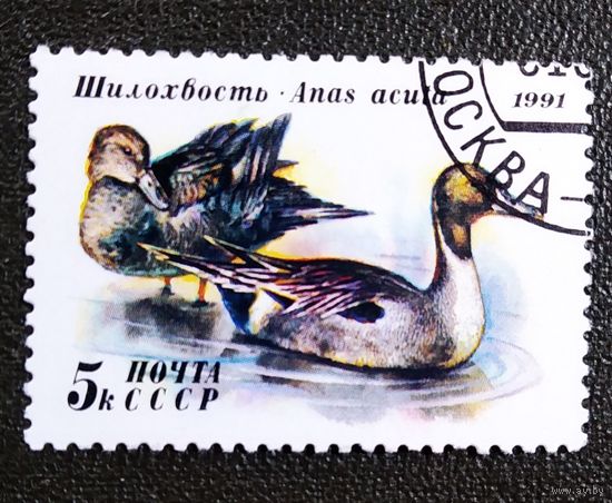 Марка СССР 1991 год Утки