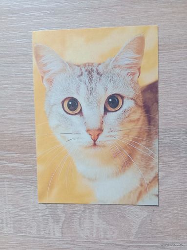 Календарик 1992-93