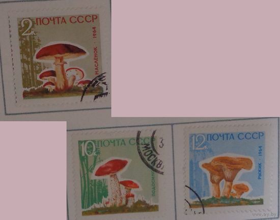 1964, ноябрь. Грибы