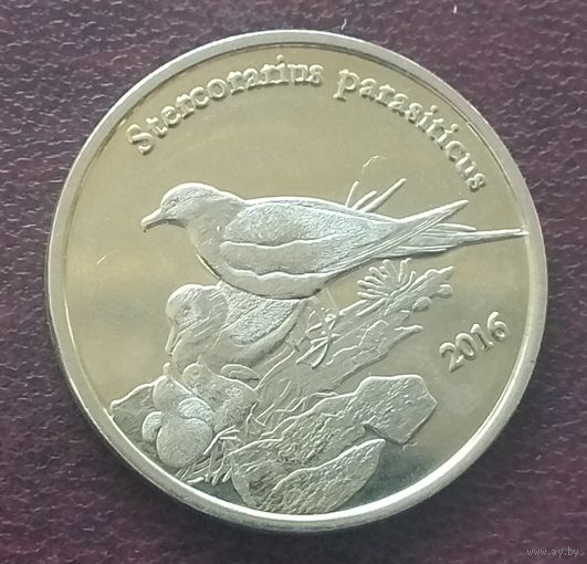 Шетландские острова, 1 фунт 2016. Короткохвостые поморники с птенцами.