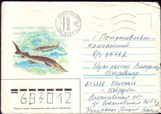 1986 год Амурский осётр 2