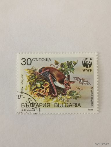 Всемирный фонд дикой природы (WWF) - Летучие мыши