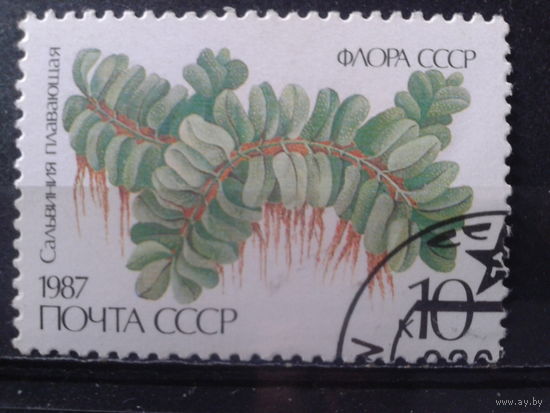 1987 Флора
