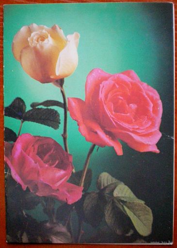 Костенко  "поздравляю"   подписана, двойная,1990 г.