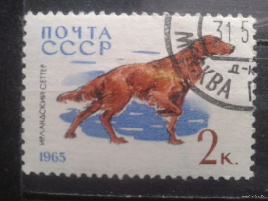 1965 Ирландский сеттер
