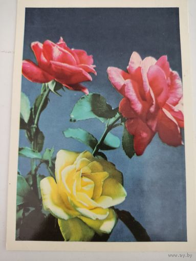 Открытка "Розы", 1971г, фото А.и М.Ананьиных