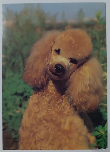 Пудель. Открытка, 1989г.